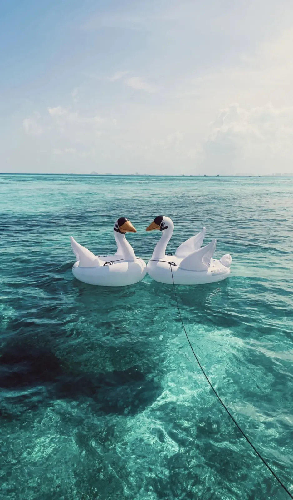 Boias de cisne no mar turquesa